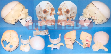 BIG ADVANCED HUMAN SKULL ASSEMBLABLE AND SEPARATABLE  MODEL ARBITRARILY